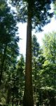 Sapin rouge du Nord : bois dense, adapté aux conditions extrêmes
